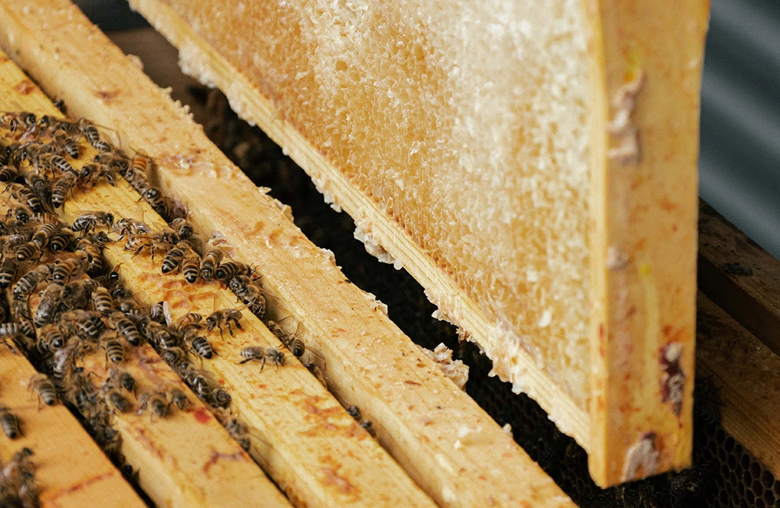 À L’île Maurice, Four Seasons mise sur les abeilles pour préserver les mangroves