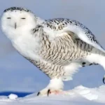 Harfang des neiges