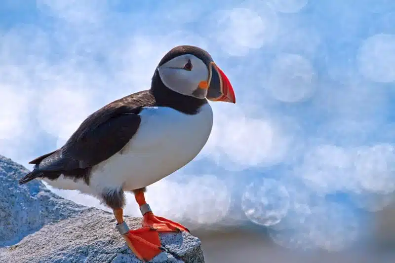 À la découverte de la nature et de la faune islandaise