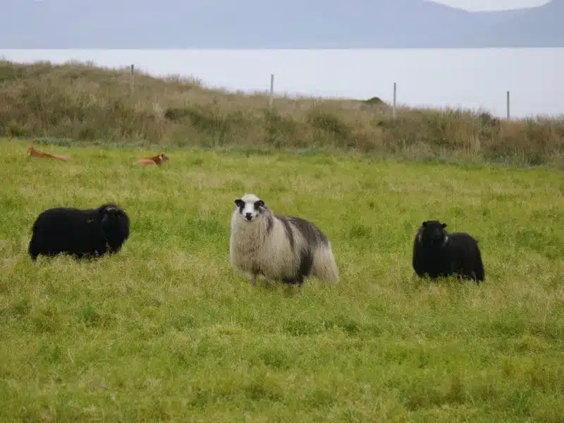 À la découverte de la nature et de la faune islandaise