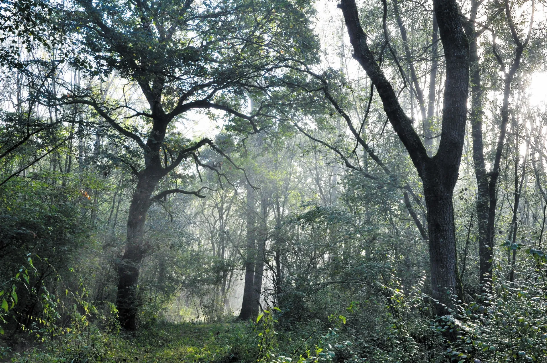 Les Nuits des Forêts ou quand les arbres se rappellent à nous