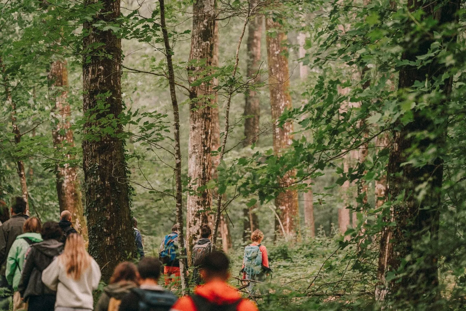 Quand la forêt nous apprend à écouter