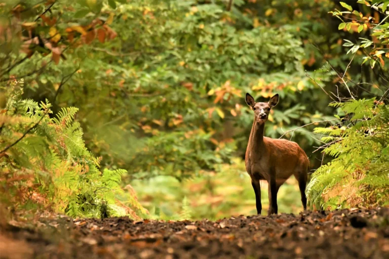 Nuits des Forêts ©Jean-Charles Bocquet