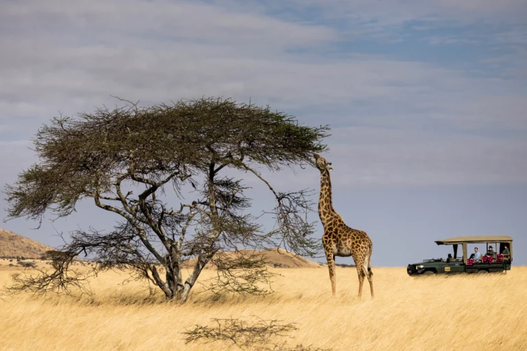 Une girafe – Ol Donyo Lodge – GreatPlains Conservation Kenya 2023