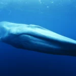 Une baleine dans l'océan