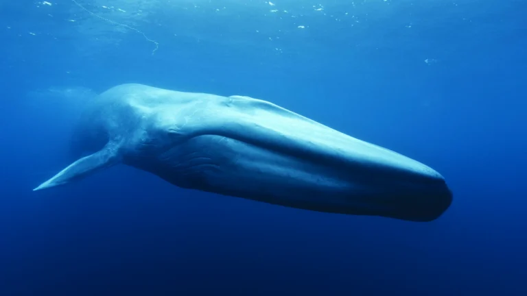 Une baleine dans l'océan