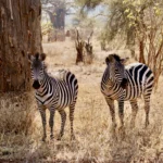 Zèbres en Tanzanie ©Brette Bennett