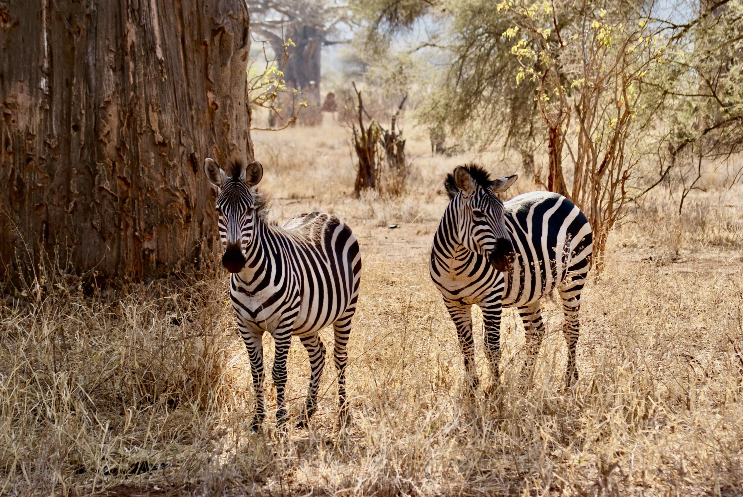 Nouveaux safaris chics en Tanzanie