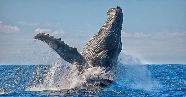 Baleine à Sainte Marie Nosy Boraha