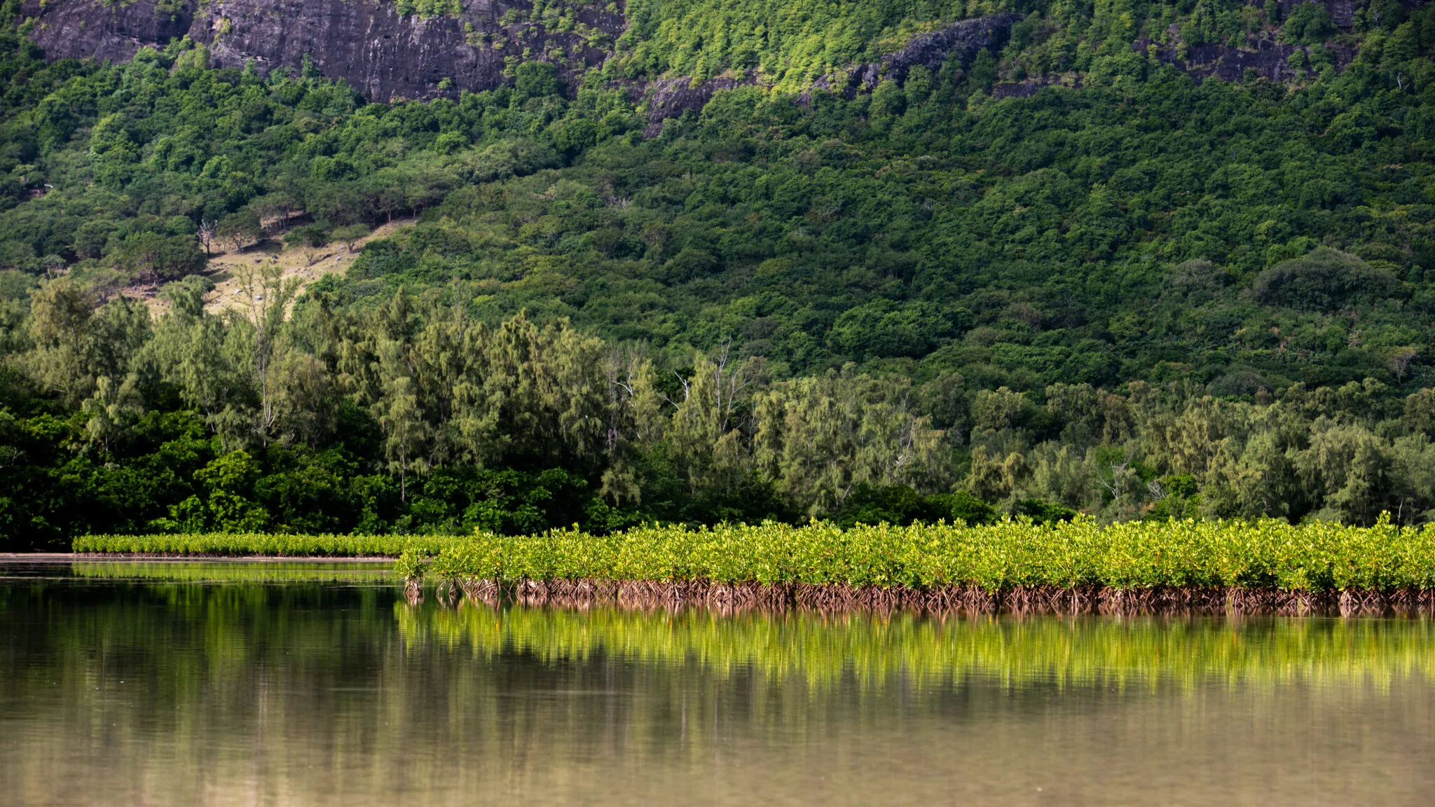 À L’île Maurice, Four Seasons mise sur les abeilles pour préserver les mangroves